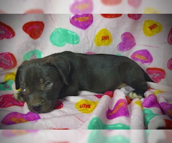 Medium Photo #3 Bulldog-Labrador Retriever Mix Puppy For Sale in Pleasanton, TX, USA