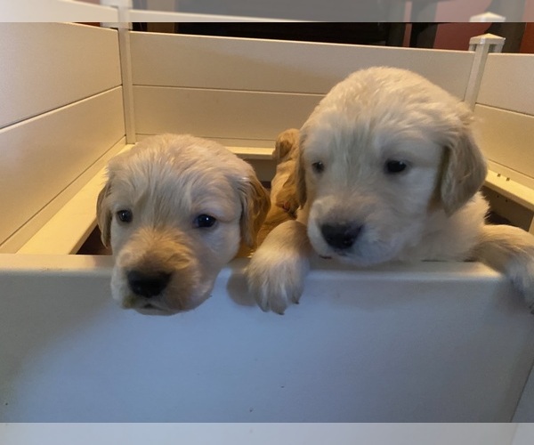 Medium Photo #1 Golden Retriever Puppy For Sale in SEBREE, KY, USA