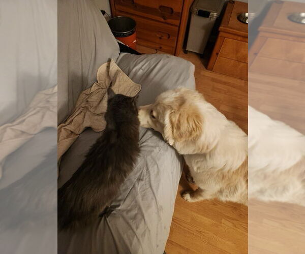 Medium Photo #4 Great Pyrenees Puppy For Sale in Denver , CO, USA