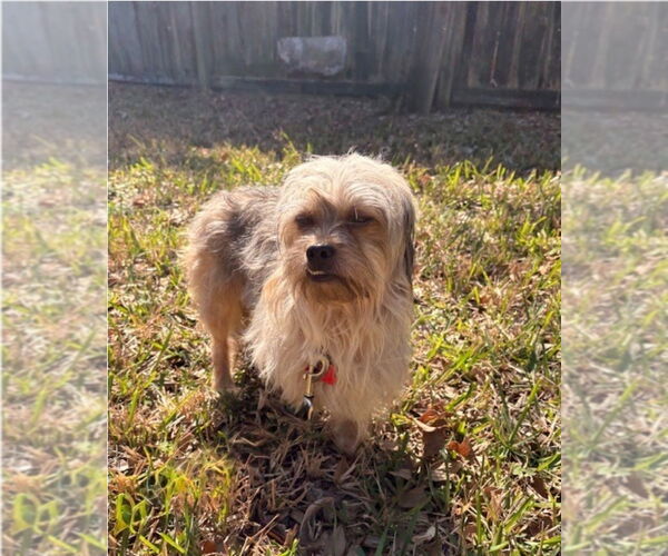 Medium Photo #4 Lhasa Apso-Unknown Mix Puppy For Sale in Lakewood, CO, USA