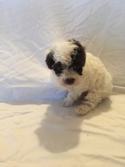Poodle (Toy) Puppy for sale in STARK CITY, MO, USA