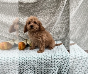 Cavapoo-Poodle (Toy) Mix Puppy for sale in SHIPSHEWANA, IN, USA