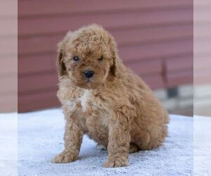 Goldendoodle-Poodle (Miniature) Mix Puppy for sale in LITITZ, PA, USA