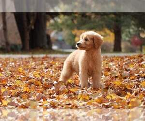 Goldendoodle Puppy for sale in FAIR GROVE, MO, USA