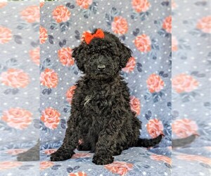 Goldendoodle Puppy for sale in CHRISTIANA, PA, USA