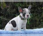 Small Photo #3 French Bulldog Puppy For Sale in GLENVILLE, CT, USA