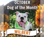 Small #10 Bulldog Mix