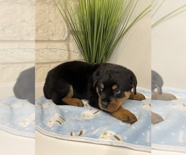 Medium Photo #5 Rottweiler Puppy For Sale in FORT WORTH, TX, USA