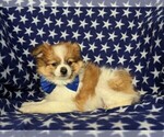 Small Photo #4 Fox Terrier (Smooth)-Pomeranian Mix Puppy For Sale in LEOLA, PA, USA