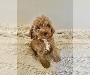 Goldendoodle (Miniature) Puppy for sale in LAKE ELSINORE, CA, USA