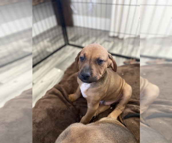 Medium Photo #1 Black Mouth Cur Puppy For Sale in NAMPA, ID, USA