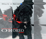 Puppy 6 Goldendoodle (Miniature)