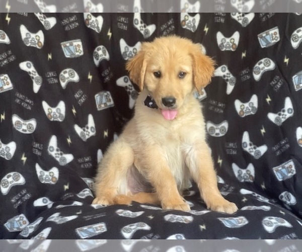 Medium Photo #2 Golden Retriever Puppy For Sale in LAKELAND, FL, USA