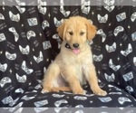 Small Photo #2 Golden Retriever Puppy For Sale in LAKELAND, FL, USA