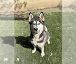 Small #1 Siberian Husky