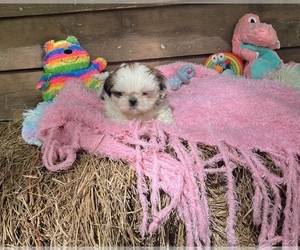 Shih Tzu Puppy for sale in GAUTIER, MS, USA