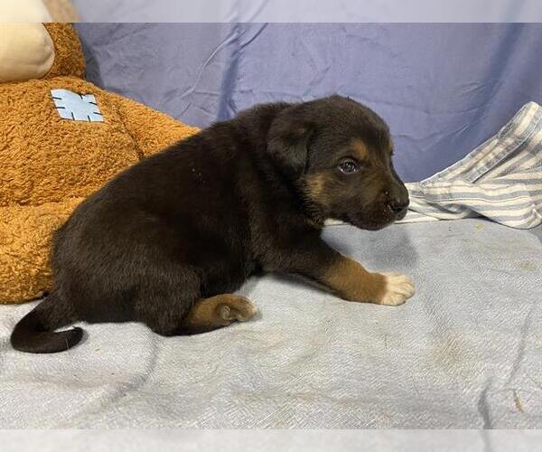 Medium Photo #1 Texas Heeler-Unknown Mix Puppy For Sale in Modesto, CA, USA