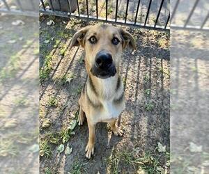 German Shepherd Dog-Unknown Mix Dogs for adoption in Riverside, CA, USA