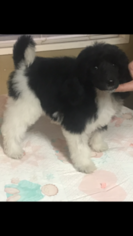 Poodle (Standard) Puppy for sale in OAK VIEW, CA, USA