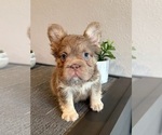 Small #3 French Bulldog