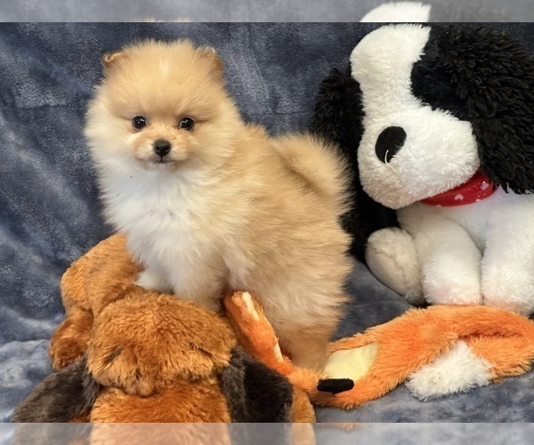 Medium Photo #2 Pomeranian Puppy For Sale in SILEX, MO, USA
