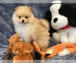 Small Photo #2 Pomeranian Puppy For Sale in SILEX, MO, USA