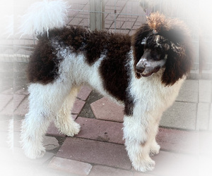Poodle (Standard) Puppy for sale in KANORADO, KS, USA