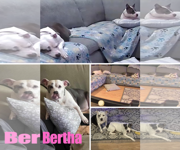 Medium Photo #7 American Pit Bull Terrier Puppy For Sale in Cape May, NJ, USA