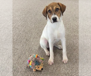 **PORSCHE** - Female Great Pyrenees-Unknown Mix Dog for Adoption - Photo #2