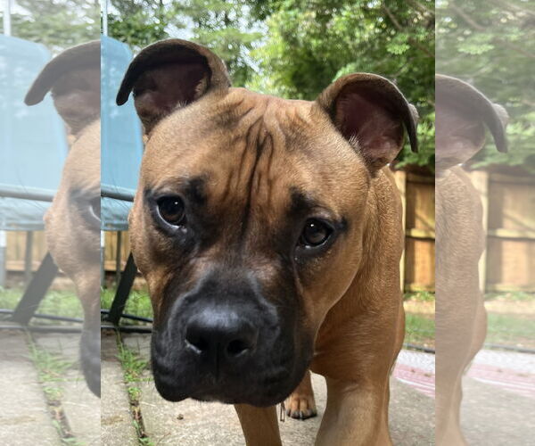 Medium Photo #13 Boxer-Unknown Mix Puppy For Sale in Holly Springs, NC, USA