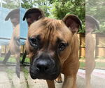 Small #12 Boxer Mix