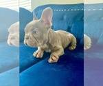 Small Photo #7 French Bulldog Puppy For Sale in MOUNT VERNON, AL, USA