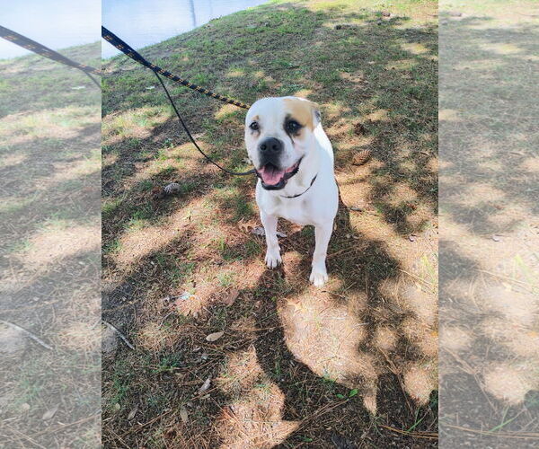 Medium Photo #7 Bulloxer Puppy For Sale in Myrtle Beach, SC, USA
