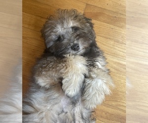 Maltipoo Puppy for sale in CLEVELAND, TN, USA