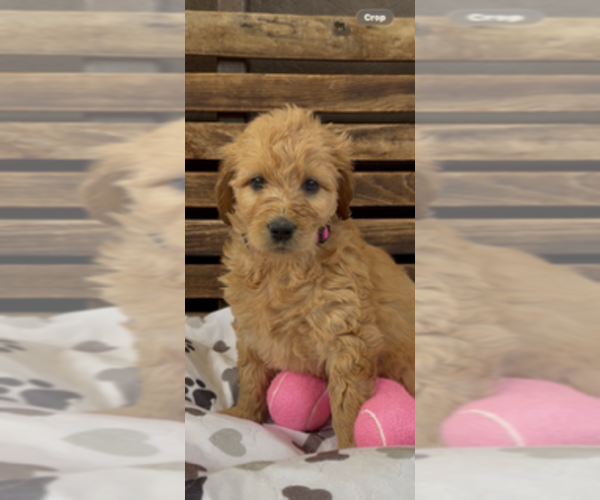 Medium Photo #8 Goldendoodle Puppy For Sale in MERCED, CA, USA