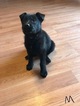 Small Photo #12 German Shepherd Dog Puppy For Sale in SICKLERVILLE, NJ, USA