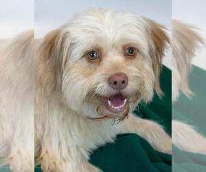 Mutt Dogs for adoption in Kennesaw, GA, USA
