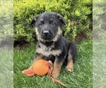 Small #2 German Shepherd Dog