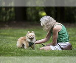 Small #2 Pomeranian