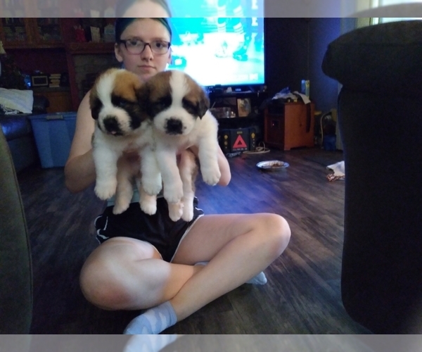 Medium Photo #1 Saint Bernard Puppy For Sale in JACKSON, OH, USA