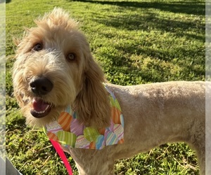 Mother of the Goldendoodle puppies born on 05/31/2025