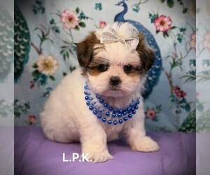 Mal-Shi Puppy for sale in WINNSBORO, LA, USA