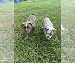 Small #21 Olde English Bulldogge