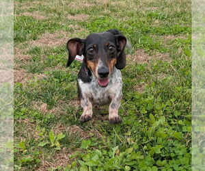 Dachshund Dogs for adoption in Shelbyville, TN, USA