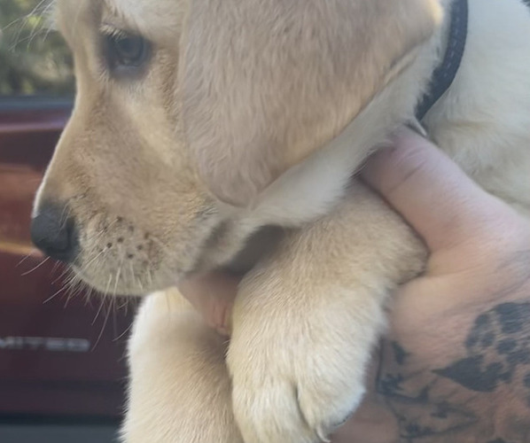 Medium Photo #1 Labrador Retriever Puppy For Sale in FORT MC COY, FL, USA
