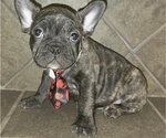 Puppy Toothless French Bulldog