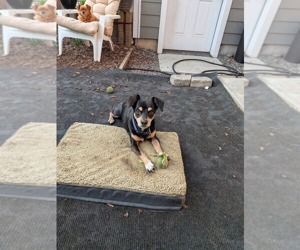 Medium Photo #2 Dachshund-Unknown Mix Puppy For Sale in Bellingham, WA, USA