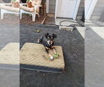 Small #1 Dachshund Mix
