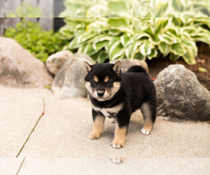 Shiba Inu Puppy for sale in MILLERSBURG, IN, USA