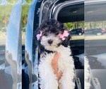Small Photo #1 Maltipoo Puppy For Sale in ALBUQUERQUE, NM, USA